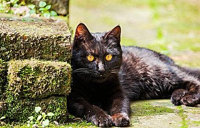 融合剑舞与战略玩法《祇：女神之道》发布试玩版